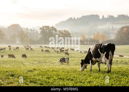 Rot und Schwarz Holstein Kühe grasen auf einem kalten Herbst morgen auf einer Wiese in der Schweiz Stockfoto