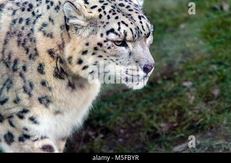 Ein Snow Leopard prowls Stockfoto