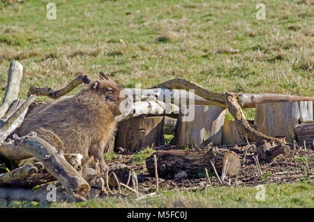 Ein Capybara nimmt Schutz vor dem Wind Stockfoto