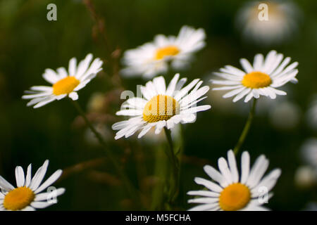 Blumen und Gras leuchtet von warmen sonnenbeschienenen auf einer Sommerwiese, abstrakte natürlichen Hintergründe für Ihr Design. Wiese Kamille (Matricaria Chamomilla) Stockfoto