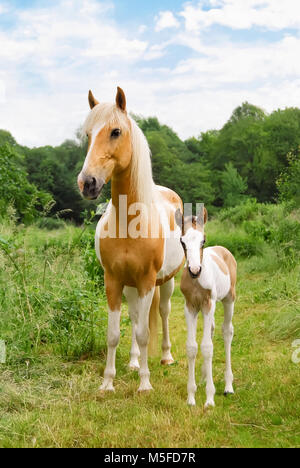 Zwei Ponys, Mare und ihre niedlichen Baby fohlen Seite an Seite in einer grünen Wiese, Fellfarbe Pinto mit tobiano Muster auch skewbald, Deutschland Stockfoto