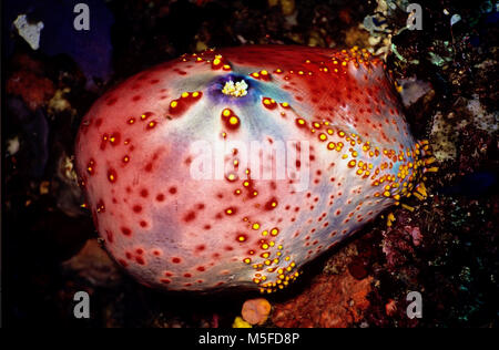 Die Farbe und die Form dieses holothurian (Pseudocolochirus violaceus: 10 cms.) bietet Ihren Common Name des Meeres apple Led. Wie Seesterne und Seeigel, er fährt langsam auf dem Substrat durch seine vielen hydraulisch betriebenen U-Füße. Schneller zu bewegen - zum Beispiel wenn bedroht - kann es sein doppelter Größe durch die Aufnahme von Wasser und dann selbst Einführung in die aktuelle. Er ernährt sich in der Nacht auf microplankton, mit Tentakeln um seine zentrale Mund seine Beute zu fangen. Diese individuelle ruhte während des Tages, mit seinen Tentakeln in seiner zentralen Bereich. Insel Rinca, Indonesien. Stockfoto