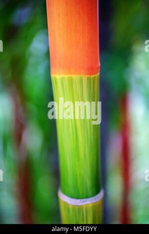 Mehrfarbige Bambus stammt Stockfoto