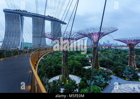 Erhöhten Laufsteg zwischen Supertrees an Supertree Grove in Gärten durch die Bucht bei Dämmerung, Singapur Stockfoto