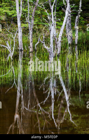 Reflexion der Bäume im Teich in der Nähe von Reserva Provincial Lago del Desierto; Rio del Vuetas, Patagonien, Argentinien Stockfoto