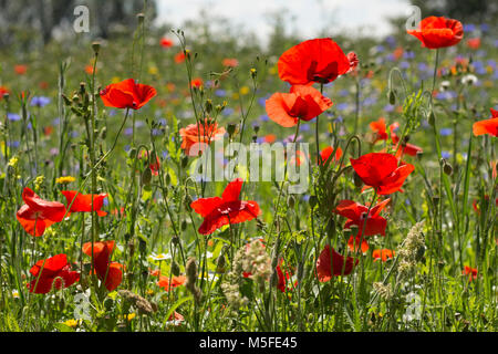 Mohnblumen wachsen in eine Wilde Blumenwiese North Dorset England UK GB Stockfoto