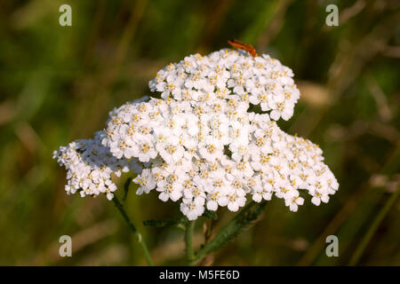 Blumen von Achillea millefolium (Schafgarbe, gemeinsame Schafgarbe). Blumen und Gras leuchtet von warmen sonnenbeschienenen auf einer Sommerwiese, abstrakte natürlichen Hintergründe für Sie Stockfoto