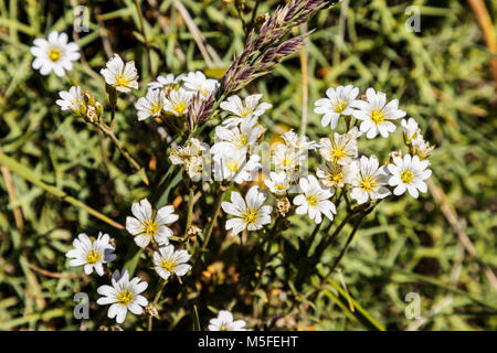 Cerastium arvense; Feld Vogelmiere Wildblumen nördlich von El ChaltÃ©n, Patagonien, Argentinien Stockfoto