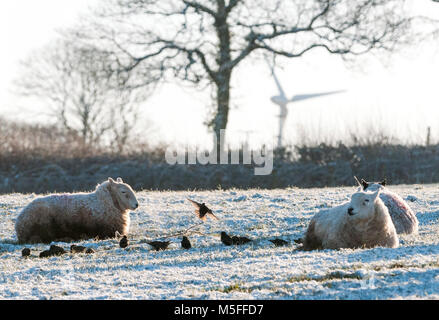 Schafe weiden in Feld nach einem leichten fallenden Schnee. Carmarthenshire, West Wales. Großbritannien Stockfoto