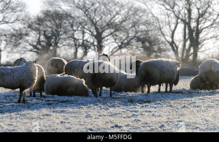 Schafe weiden in Feld nach einem leichten fallenden Schnee. Carmarthenshire, West Wales. Großbritannien Stockfoto