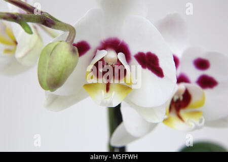 Weiß und Pink Orchid Stockfoto