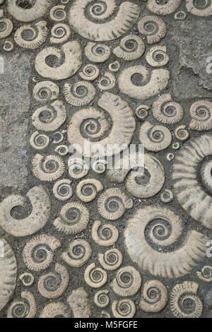 Zierpflanzen Coade stone Arbeit in Form von fossilen Ammoniten. Detail der Bürgersteig außerhalb Lyme Regis Museum. Stockfoto