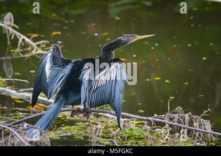 Eine Anhinga ist auf einem Zweig über Wasser, Sonnen sitzend, mit den Flügeln verteilt. Stockfoto