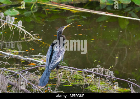 Eine Anhinga sitzt auf einem kleinen Zweig über ein frisches Wasser Kanal in Fort Myers, Florida thront. Stockfoto