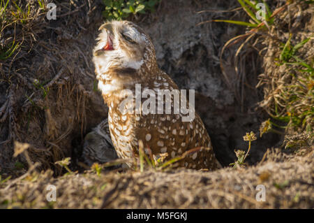 Grabens der Eulen sitzen außerhalb des Burrow, ein Gähnen mit Mund weit offen, in Cape Coral, Florida genommen Stockfoto