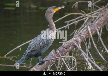 Die Seitenansicht einer double-Crested cormorant thront auf einem großen Baum im Süßwasser-Kanal in Fort Myers, Florida. Stockfoto