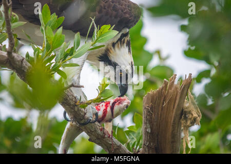 Nahaufnahme eines Osprey Fütterung auf ein Fisch in einen Baum. Stockfoto