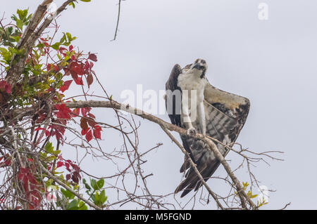 Ein Fischadler steht thront, geneigter Kopf, auf einem Zweig gegen einen weißen Himmel mit einem Flügel ausbreiten. Stockfoto