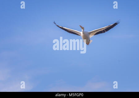 Eine American White Pelican im Flug vor blauem Himmel. Stockfoto