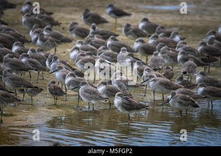 Eine große Gruppe von willet Rest entlang der flachen Schlamm Banken. Stockfoto