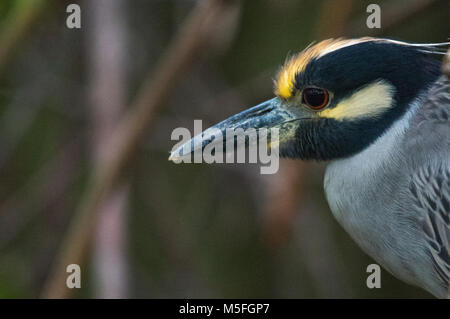 Nahaufnahme des Gelben gekrönt Night Heron. Stockfoto