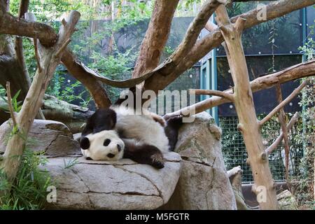 Großer panda Stockfoto