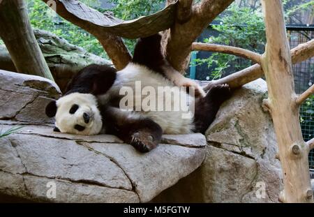 Panda San Diego Zoo Stockfoto