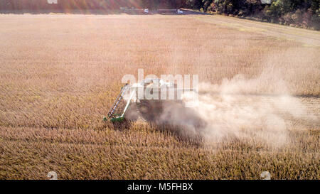 Luftaufnahme von Mähdrescher fahren durch Reihen von Sojabohnen und kicking up dust, Maryland Stockfoto