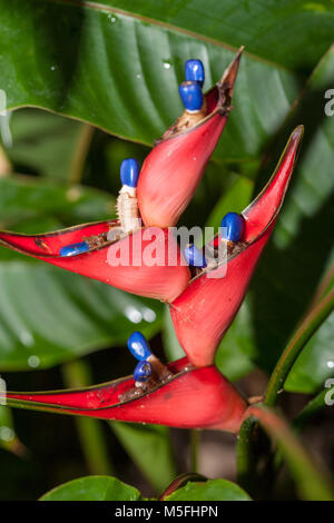 Hummer - Claw, wilde Wegerich (Heliconia Stricta) Stockfoto