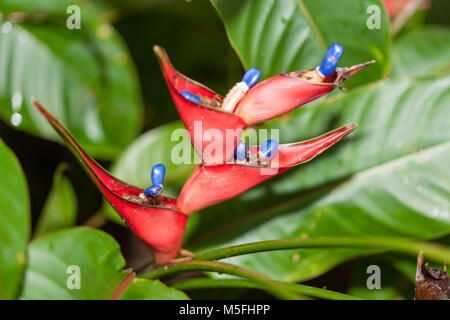 Hummer - Claw, wilde Wegerich (Heliconia Stricta) Stockfoto