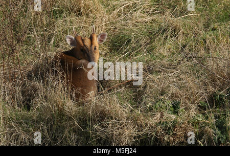 Eine atemberaubende Hirsch Muntjac Rotwild (Muntiacus reevesi) eingerollt Ruhen im hohen Gras genießen Sie die Wintersonne. Stockfoto