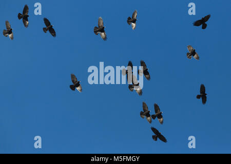 Viele natürliche alpine choughs (Pyrrhocorax Ochotonidae) fliegen in blauer Himmel Stockfoto