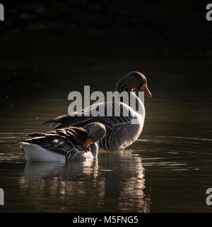 Schöne Paar von Graugans Anser anser sitzen in der Sonne auf See Stockfoto