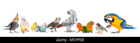 gemeinsamen Haustier Sittich, afrikanisches Grau-Papagei, Agaporniden, Zebrafinken und Cockatielin vor weißem Hintergrund Stockfoto
