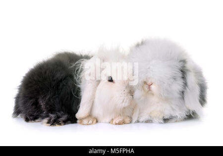 Lop-eared Kaninchen vor weißem Hintergrund Stockfoto