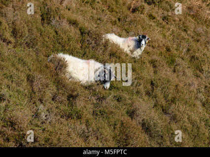 Swaledale Mutterschafe mit Heidekraut, Dunsop Brücke, Lancashire, England, Vereinigtes Königreich. Stockfoto