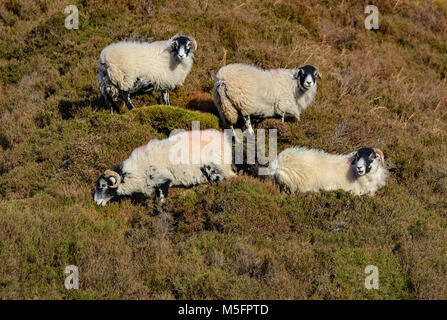 Swaledale Mutterschafe mit Heidekraut, Dunsop Brücke, Lancashire, England, Vereinigtes Königreich. Stockfoto