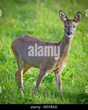 Die Europäische Reh (Capreolus capreolus), auch als die westlichen Rehe, chevreuil, oder einfach Rehe oder Roe bekannt, ist eine Eurasische Arten von Rotwild. Das Männchen der Art ist manchmal als roebuck bezeichnet. Das Reh ist relativ klein, rötlich und grau-braun, und gut zu kalten Umgebungen angepasst. Das Bild des Weiblichen oder Doe. Stockfoto