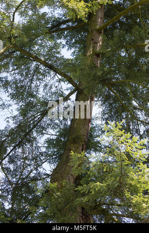 Kanadische Hemlocktanne, Hemlocktanne, Hemlock-Tanne, Kanadische Schierlingstanne, Tsuga canadensis, Eastern hemlock, Eastern hemlock - Fichte, Kanadische Stockfoto