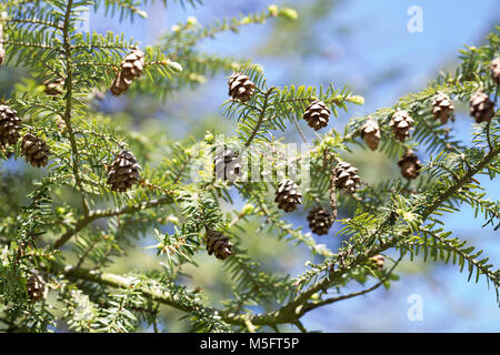 Kanadische Hemlocktanne, Hemlocktanne, Hemlock-Tanne, Kanadische Schierlingstanne, Tsuga canadensis, Eastern hemlock, Eastern hemlock - Fichte, Kanadische Stockfoto