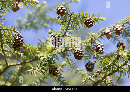 Kanadische Hemlocktanne, Hemlocktanne, Hemlock-Tanne, Kanadische Schierlingstanne, Tsuga canadensis, Eastern hemlock, Eastern hemlock - Fichte, Kanadische Stockfoto