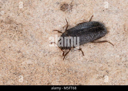 Zweifarbig, Behaarter Speckkäfer Dermestes haemorrhoidalis, Dermestes gulo, haut Käfer, Speckkäfer, Dermestidae, haut Käfer Stockfoto