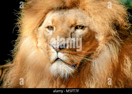 Portrait von riesigen schönen männlichen Afrikanischen Löwen Stockfoto