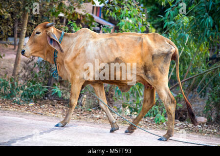 Thai Kuh, auf dem Land, Thailand. Stockfoto