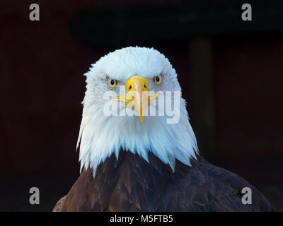 Weißkopfseeadler Haliaeetus Leucocephalus Everglades Nationalpark Florida USA Stockfoto