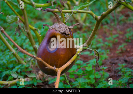 Eine verletzte Aubergine Stockfoto