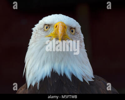 Weißkopfseeadler Haliaeetus Leucocephalus Everglades Nationalpark Florida USA Stockfoto