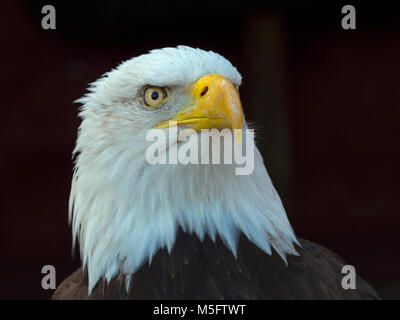 Weißkopfseeadler Haliaeetus Leucocephalus Everglades Nationalpark Florida USA Stockfoto