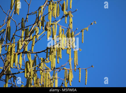 Die hellen gelben männlichen Kätzchen der Hasel (Corylus avellana), vor dem Hintergrund des blauen Himmels. Stockfoto