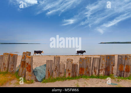 Feisian Rinder auf der Cunnigar, Dungarvan Bay, County Waterford, Irland Stockfoto